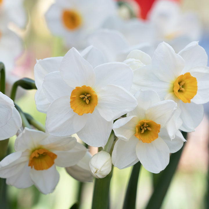 Toblomstret narcis 'Geranium' 5 stk. En herligt velduftende hvid narcis med gulorange trompet. 