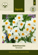 Toblomstret narcis 'Geranium'  5 stk. En herligt velduftende hvid narcis med gulorange trompet. 