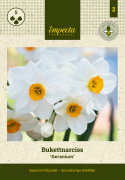 Toblomstret narcis 'Geranium'  5 stk. En herligt velduftende hvid narcis med gulorange trompet. 