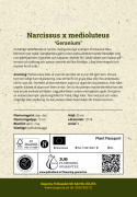 Toblomstret narcis 'Geranium'  5 stk. En herligt velduftende hvid narcis med gulorange trompet. 