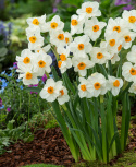 Toblomstret narcis 'Geranium'  5 stk. En herligt velduftende hvid narcis med gulorange trompet. 