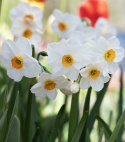 Toblomstret narcis 'Geranium'  5 stk. En herligt velduftende hvid narcis med gulorange trompet. 