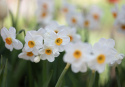 Toblomstret narcis 'Geranium'  5 stk. En herligt velduftende hvid narcis med gulorange trompet. 