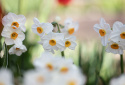 Toblomstret narcis 'Geranium'  5 stk. En herligt velduftende hvid narcis med gulorange trompet. 