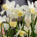 Sivnarcis 'Sailboat'  5 stk. Velduftende miniaturenarcis med cremehvide blomster og lysegul trompet, der falmer til hvid.