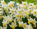 Sivnarcis 'Sailboat'  5 stk. Velduftende miniaturenarcis med cremehvide blomster og lysegul trompet, der falmer til hvid.