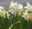Sivnarcis 'Sailboat'  5 stk. Velduftende miniaturenarcis med cremehvide blomster og lysegul trompet, der falmer til hvid.