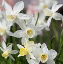Sivnarcis 'Sailboat'  5 stk. Velduftende miniaturenarcis med cremehvide blomster og lysegul trompet, der falmer til hvid.