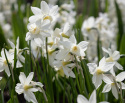 Sivnarcis 'Sailboat'  5 stk. Velduftende miniaturenarcis med cremehvide blomster og lysegul trompet, der falmer til hvid.