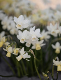 Sivnarcis 'Sailboat'  5 stk. Velduftende miniaturenarcis med cremehvide blomster og lysegul trompet, der falmer til hvid.