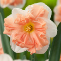 Stjernenarcis  'Apricot Whirl', store, hvide, dejlige blomster med imponerende, kruset midterkrone i abrikos.