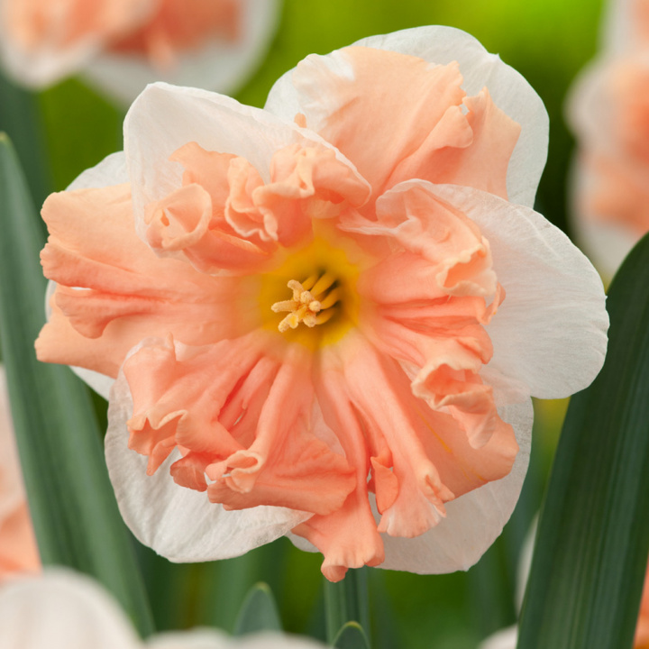 Stjernenarcis 'Apricot Whirl', store, hvide, dejlige blomster med imponerende, kruset midterkrone i abrikos.