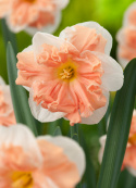 Stjernenarcis  'Apricot Whirl', store, hvide, dejlige blomster med imponerende, kruset midterkrone i abrikos.