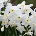 Tazet  'Silver Chimes', sølvhvide blomster med lille trompet i lys smørgul.
