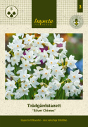 Tazet  'Silver Chimes', sølvhvide blomster med lille trompet i lys smørgul.