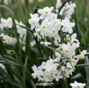 Tazet  'Silver Chimes', sølvhvide blomster med lille trompet i lys smørgul.