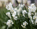 Tazet  'Silver Chimes', sølvhvide blomster med lille trompet i lys smørgul.