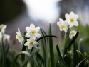 Tazet  'Silver Chimes', sølvhvide blomster med lille trompet i lys smørgul.