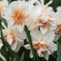 Stjernenarcis  'Replete', med kridhvide blomsterblade og sart abrikosfarvede, krusede kronblade ind mod midten.