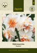 Stjernenarcis  'Replete', med kridhvide blomsterblade og sart abrikosfarvede, krusede kronblade ind mod midten.