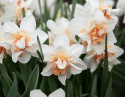 Stjernenarcis  'Replete', med kridhvide blomsterblade og sart abrikosfarvede, krusede kronblade ind mod midten.