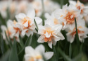 Stjernenarcis  'Replete', med kridhvide blomsterblade og sart abrikosfarvede, krusede kronblade ind mod midten.