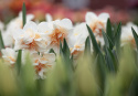 Stjernenarcis  'Replete', med kridhvide blomsterblade og sart abrikosfarvede, krusede kronblade ind mod midten.
