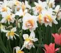 Stjernenarcis  'Replete', med kridhvide blomsterblade og sart abrikosfarvede, krusede kronblade ind mod midten.