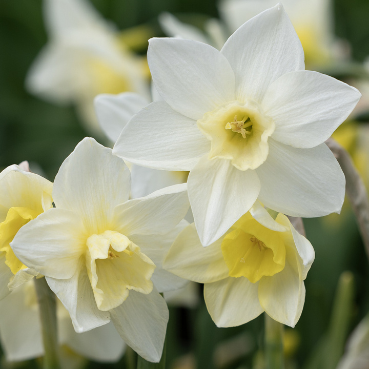 Sivnarcis 'Pueblo', velduftende narcis med hvide kronblade og lyst citrongul trompet