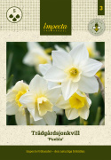 Sivnarcis  'Pueblo', velduftende narcis med hvide kronblade og lyst citrongul trompet