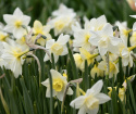 Sivnarcis  'Pueblo', velduftende narcis med hvide kronblade og lyst citrongul trompet