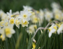 Sivnarcis  'Pueblo', velduftende narcis med hvide kronblade og lyst citrongul trompet