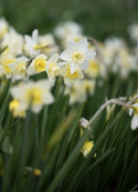 Sivnarcis  'Pueblo', velduftende narcis med hvide kronblade og lyst citrongul trompet