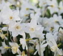 Sivnarcis  'Pueblo', velduftende narcis med hvide kronblade og lyst citrongul trompet