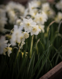 Sivnarcis  'Pueblo', velduftende narcis med hvide kronblade og lyst citrongul trompet