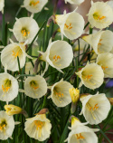Krinolinenarcis  'White Petticoat'  5 stk. Smuk i blandede beplantninger med perlehyacint og andre forårsblomstrende løgplanter. 