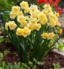Toblomstret narcis 'Yellow Cheerfulness'  5 stk. En meget velduftende, tæt fyldt narcis i lyse, citrongule nuancer.