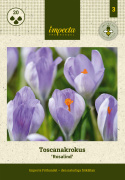 Toscanakrokus  'Rosalind',  lillarosa toscanakrokus, som stammer fra det nordvestlige Italien.