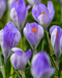 Toscanakrokus  'Rosalind',  lillarosa toscanakrokus, som stammer fra det nordvestlige Italien.