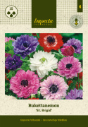 Fransk anemone 'St. Brigid' 15 stk. Smuk i blandede beplantninger med perlehyacint og andre forårsblomstrende løgplanter. 