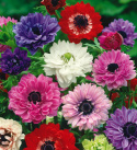 Fransk anemone 'St. Brigid' 15 stk. Smuk i blandede beplantninger med perlehyacint og andre forårsblomstrende løgplanter. 