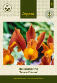 Hollandsk Iris 'Autumn Princess' 10 stk.