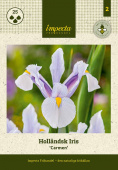 Hollandsk Iris 'Carmen' 25 stk.