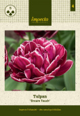 Tulipan 'Dream Touch' 5 stk