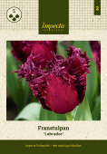 Frynset tulipan 'Labrador' 5 stk.