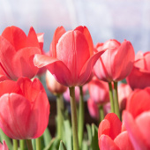 Triumph-tulipan 'Pink & Red Mix' 100 stk.