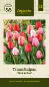 Triumph-tulipan 'Pink & Red Mix' 100 stk.