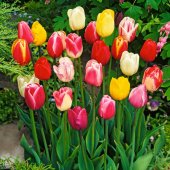 Triumph-tulipan Blanding 80 stk.