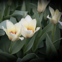 Tulipan  'Mieke Telkamp', enkelte, skålformede blomster i cremegul med brede bånd i sart ferskenfarvet langs kronbladene.