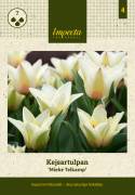 Tulipan  'Mieke Telkamp', enkelte, skålformede blomster i cremegul med brede bånd i sart ferskenfarvet langs kronbladene.